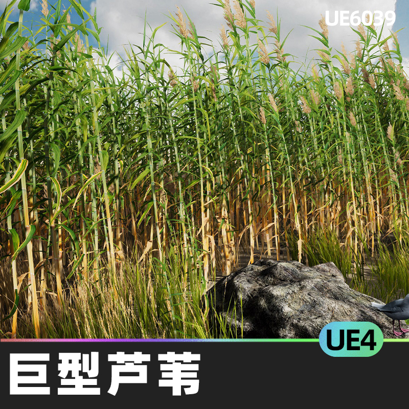 mediterranean Vegetation giant Reed巨型芦苇UE4环境道具自然 商务/设计服务 设计素材/源文件 原图主图