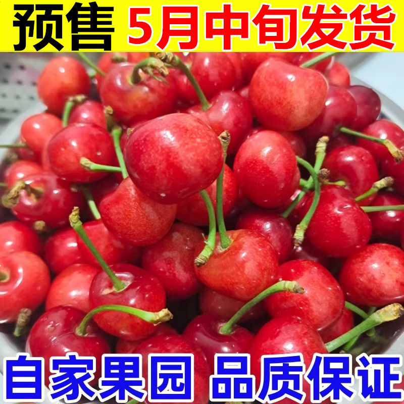 大樱桃山东露天烟台红灯新鲜樱桃车厘子特大黄樱桃当季水果包邮5