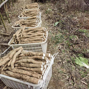 恩施利川团堡特产石板岭新鲜高山红皮米铁棍山药粉糯2025产地现挖