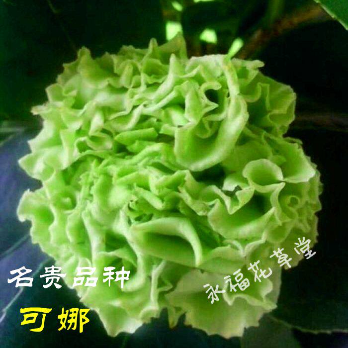 绿可娜绿色山茶花树苗名贵稀少室内盆栽花卉福建正品阳台庭院植物在类目 鲜花速递/花卉仿真/绿植园艺, 花卉/绿植盆栽（新）, 花卉中 - 来自Buy2taobao.com提供专业的淘宝代购服务