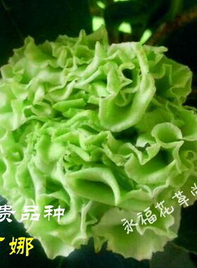 绿可娜绿色山茶花树苗名贵稀少室内盆栽花卉福建正品阳台庭院植物