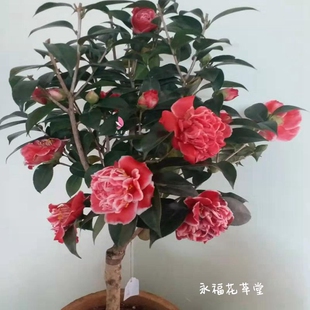 龙火珠福建龙岩茶花盆栽进口茶花树苗室内庭院客厅阳台绿植花卉