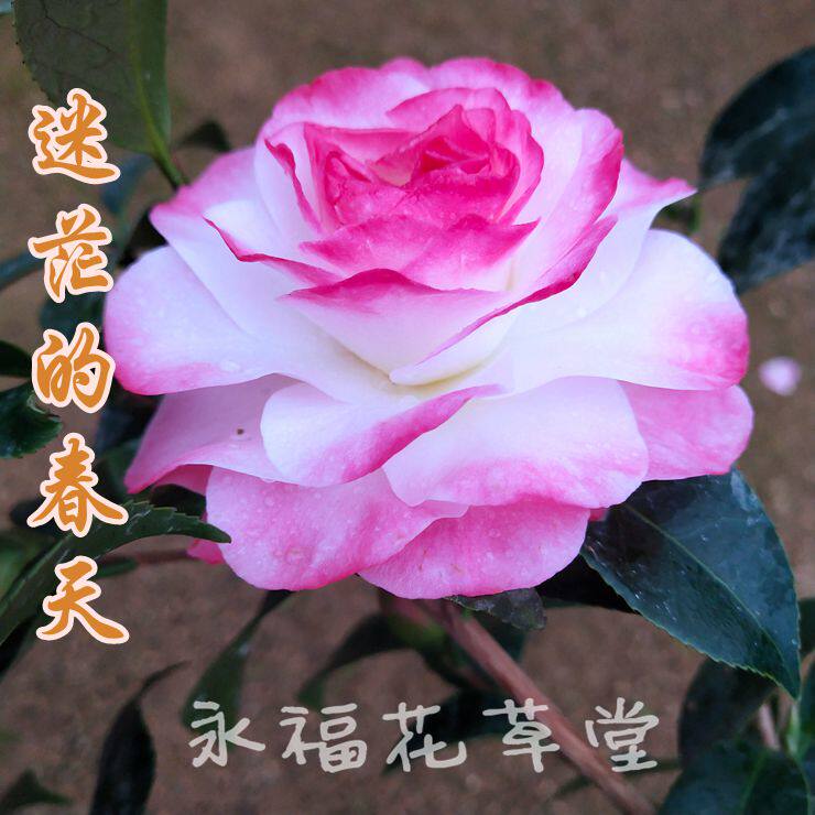 迷茫的春天山茶花树苗室内年宵花卉绿植客厅庭院花卉植物名贵正品