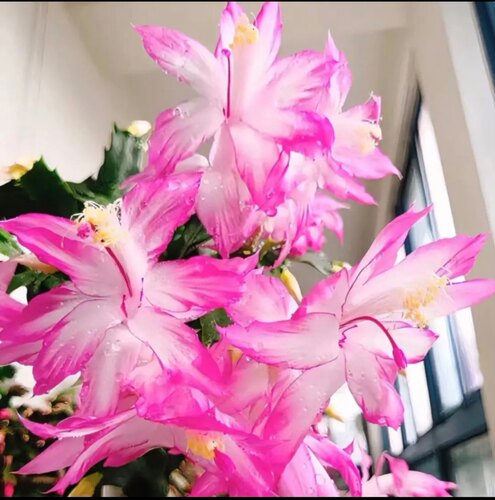 自生根蝴蝶夫人蟹爪兰老桩大盆栽室内阳台花卉多肉植物多年生