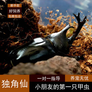 独角仙活虫甲姬兜长戟大兜稀罕宠物新手套餐好养昆虫甲虫成虫幼虫