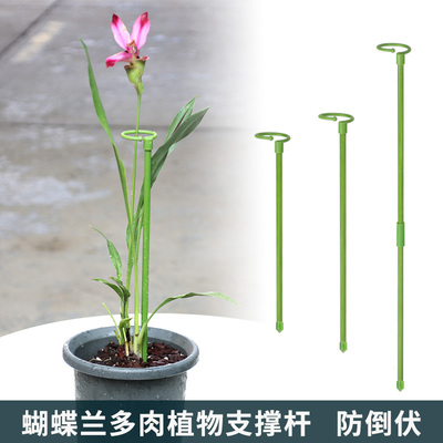 蝴蝶兰固定架园艺植物花卉防倒伏花架子朱顶红绣球月季爬藤支撑杆