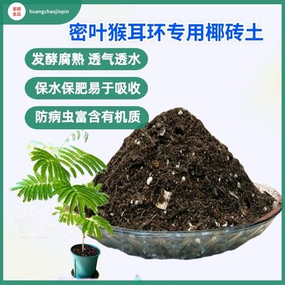 密叶猴耳环盆栽观叶绿植种植花土