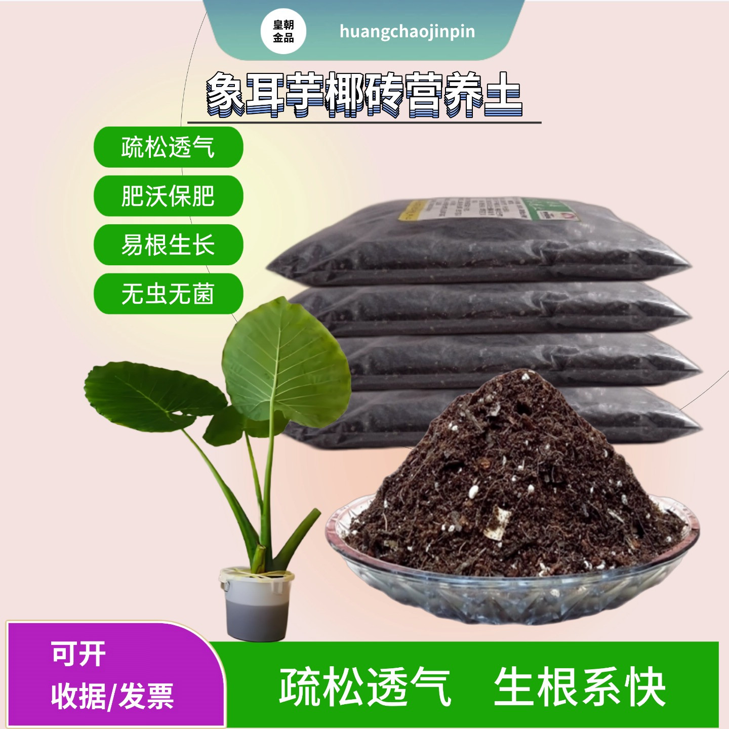 象耳芋霸王芋盆景疏松椰砖营养土