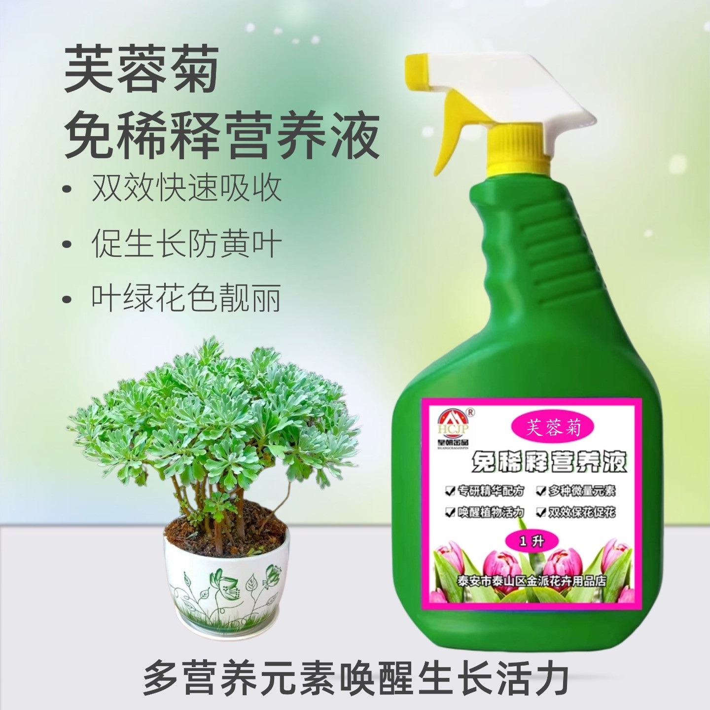 芙蓉菊盆栽免稀释营养液叶面肥料