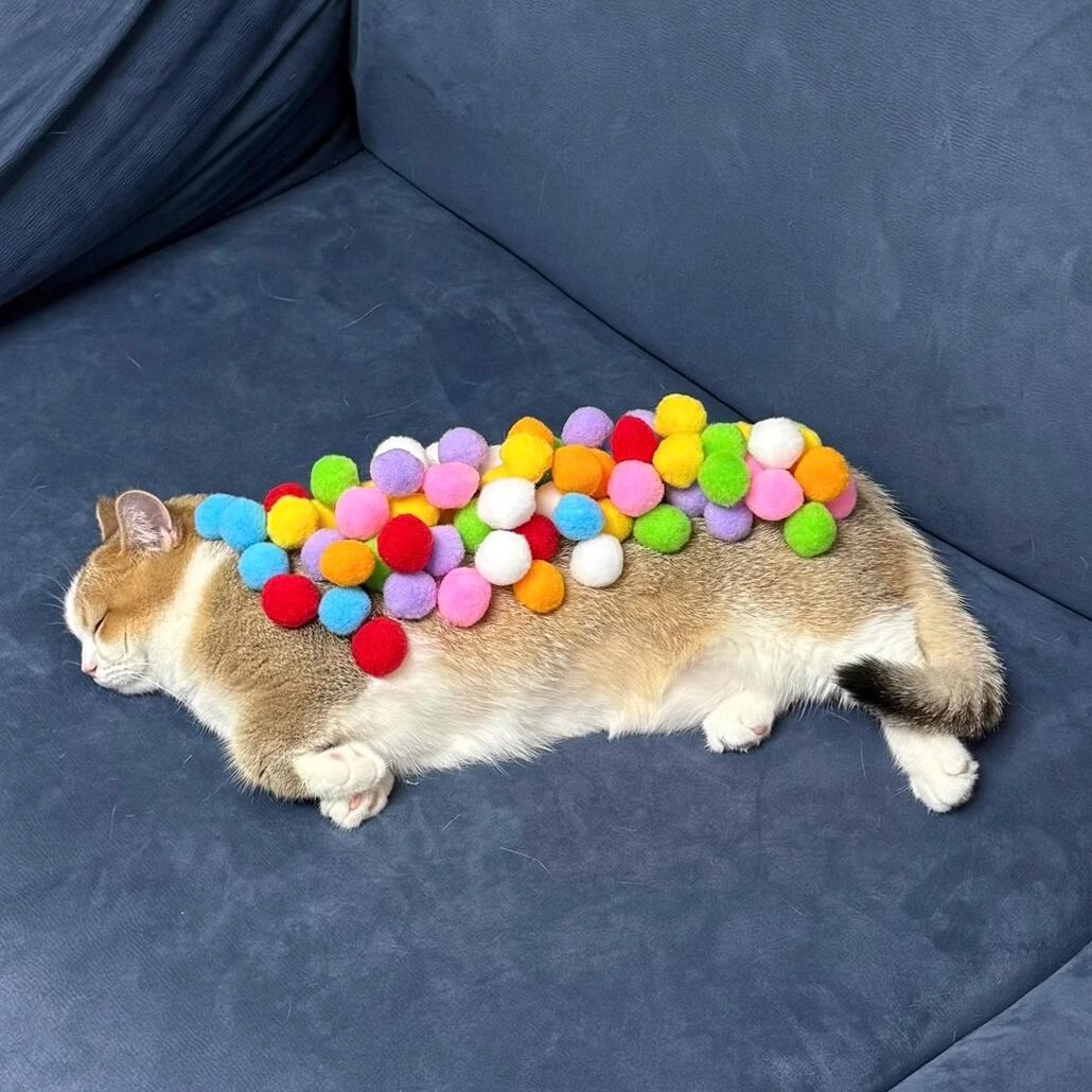 小猫咪玩具宠物自嗨解闷神器互动逗猫棒耐咬静音毛绒球弹力彩虹球