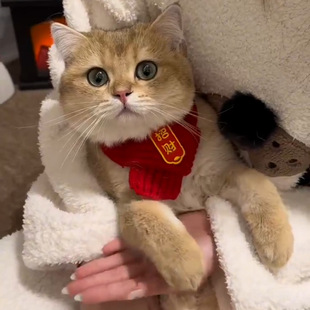 猫咪红色围巾冬季保暖长条围脖过年喜庆新年红色宠物配饰刺绣饰品