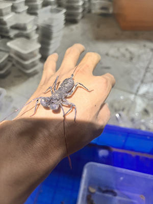 雷达鞭蝎无毒温顺小宠物喷醋酸嘎嘎香可以群互动