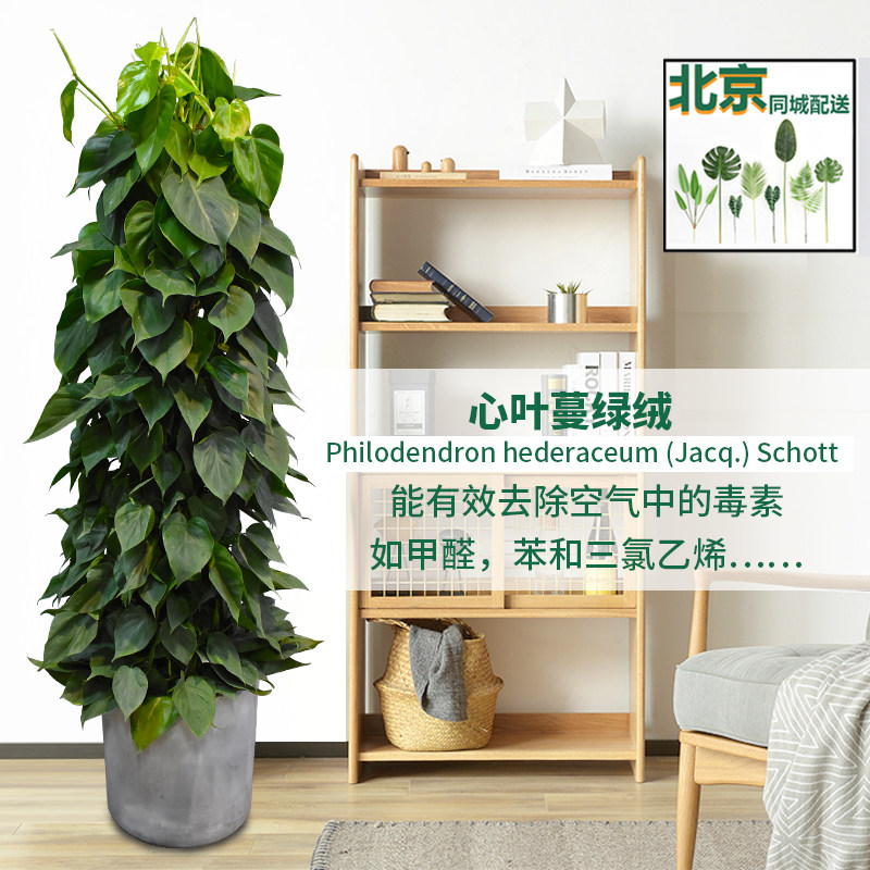 心叶绿萝心叶藤芋盆栽室内客厅绿植吸甲醛净化空气植物心叶蔓绿绒图片