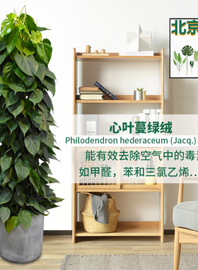心叶绿萝心叶藤芋盆栽室内客厅绿植吸甲醛净化空气植物心叶蔓绿绒