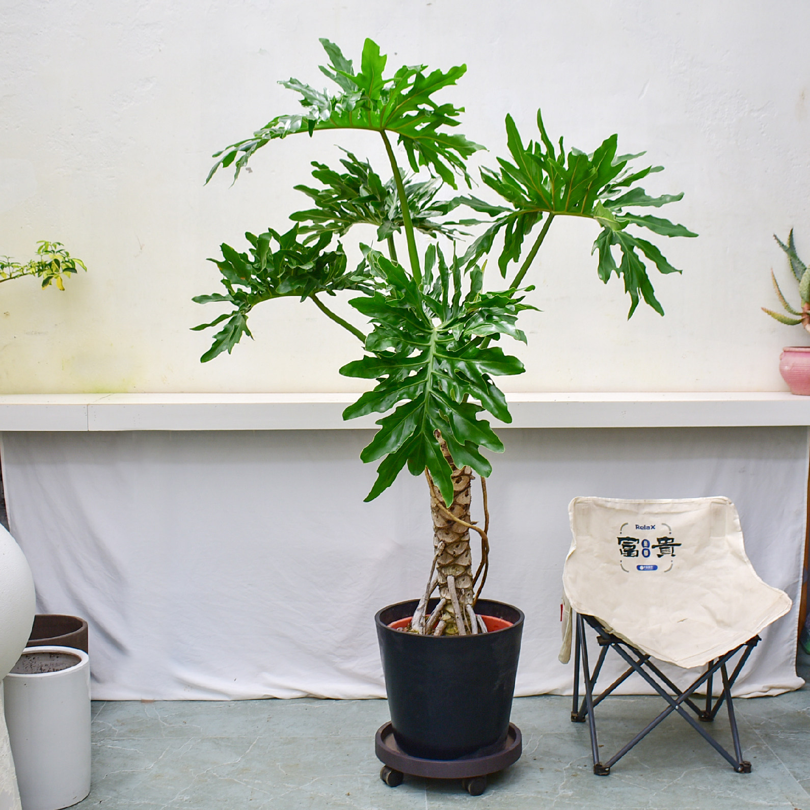 龙鳞春羽老桩盆栽黄金春雨植物春芋室内大叶绿植北欧网红耐阴花卉