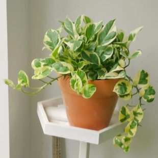 白金葛油画绿萝黄金葛银斑葛室内净化空气观叶植物北欧风网红绿植