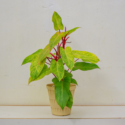 红杆油画女郎蔓绿绒盆栽绿植北欧风网红热植室内客厅阳台观叶植物