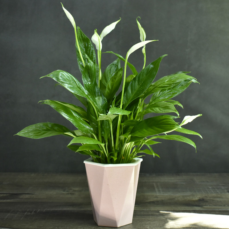 一帆风顺水培植物办公室白鹤芋