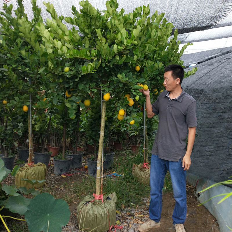 香水柠檬树盆栽带果可食用室内阳台庭院绿植网红植物棒棒糖柠檬树