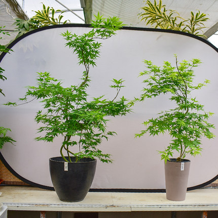 黄金流泉枫盆栽老桩一物一拍客厅阳台桌面植物新中式禅意盆景绿植