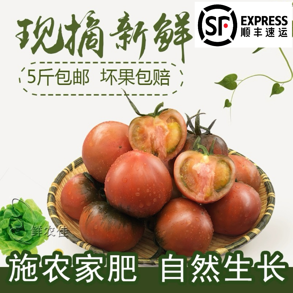 顺丰 正宗草莓西红柿大连绿腚柿子碱地铁皮番茄 现摘现发 中通
