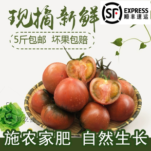 正宗铁皮草莓西红柿丹东绿腚柿子碱地铁皮番茄每天现摘现发