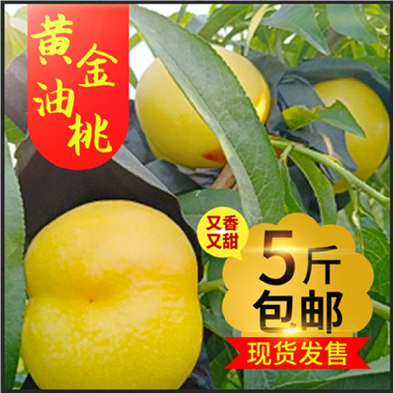 蒙阴蜜桃黄金油桃黄桃农家自产5斤包邮
