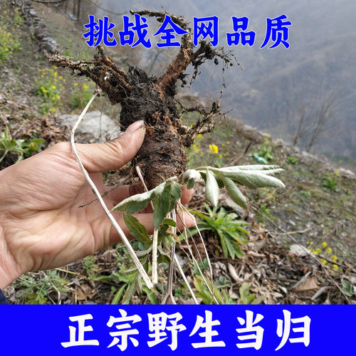 正宗野生当归头片 中药材当归野生黄芪当归黑豆500克当归黄芪整支