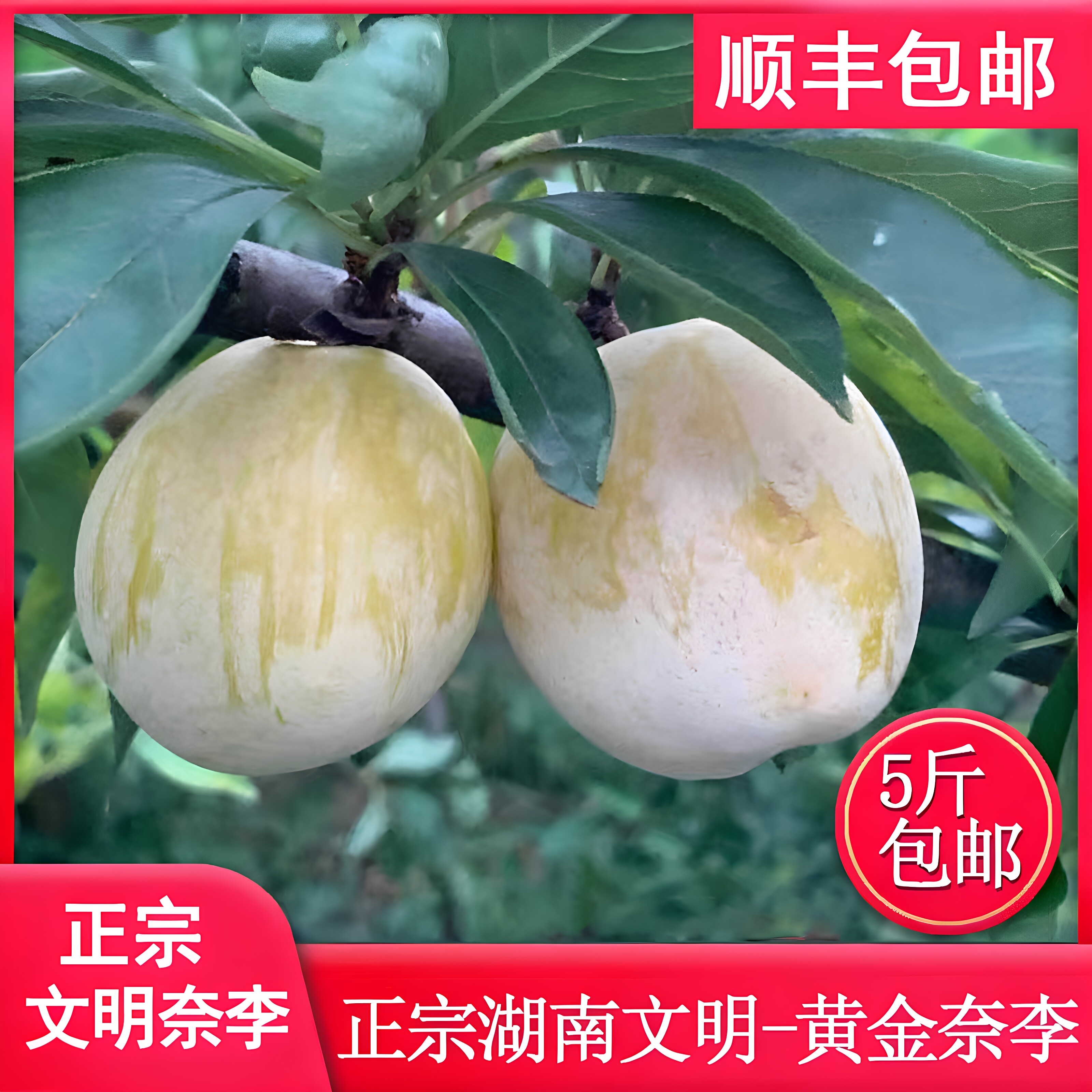 汝城文明黄金奈李现摘脆甜5斤