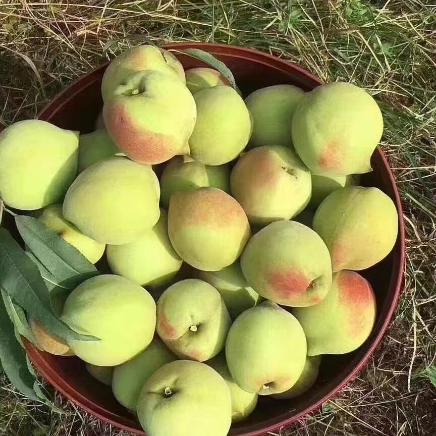 鹰嘴桃水蜜桃子脆甜5斤