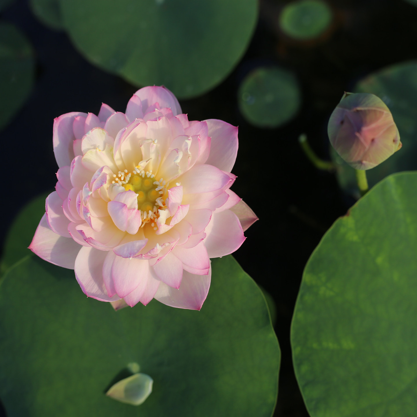 新品种《桃妆》微型碗莲种藕姜永慧微莲苑小盆易养禅意荷花根苗