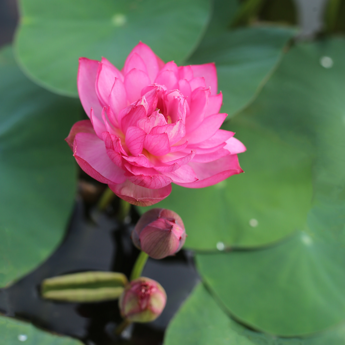 新品种《火灵儿》微型碗莲种藕姜永慧微莲苑小盆易养禅意荷花根苗