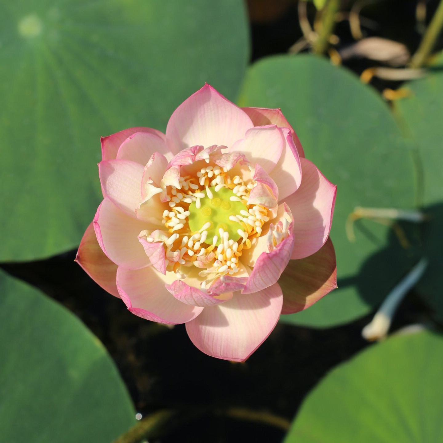 新品种《稚圭》姜永慧微莲苑微型碗莲精选品种藕当年开花绿植花卉