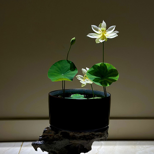 《金凤孟兮》微型碗莲种藕姜永慧微莲苑丰花小盆易养禅意荷花根苗