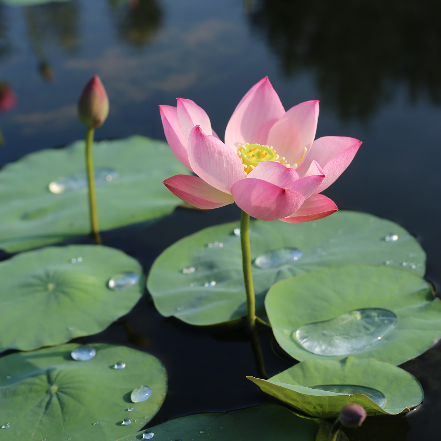 新品种《绯红烟》微型碗莲种藕姜永慧微莲苑小盆易养禅意荷花根苗