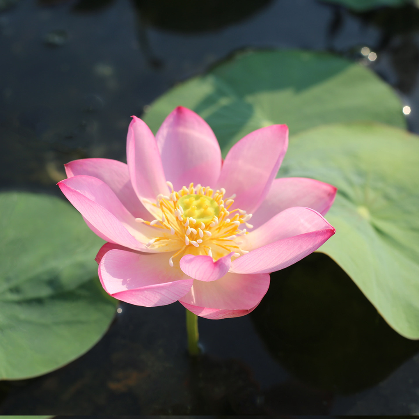 新品种《谷雨》微型碗莲种藕姜永慧微莲苑小盆易养禅意荷花根苗