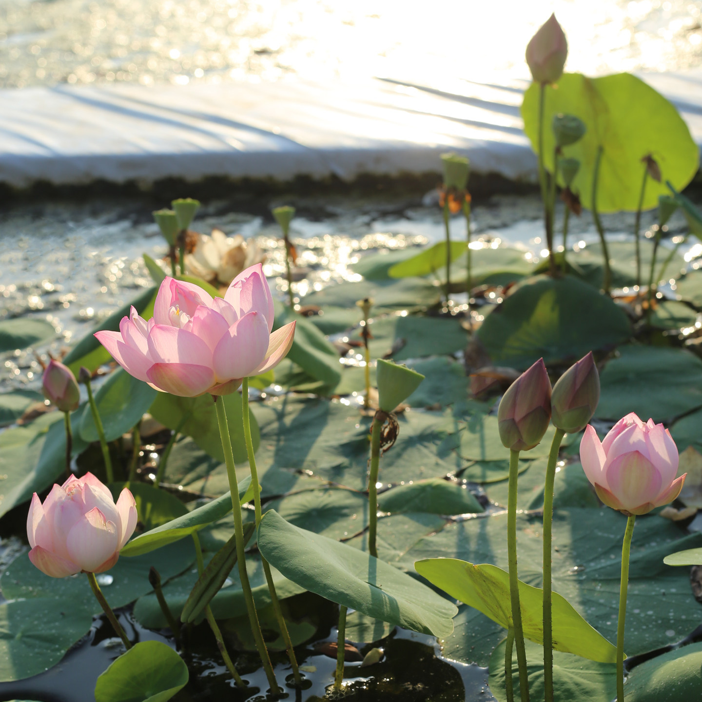 新品种《桃妃嫣》微型碗莲种藕姜永慧微莲苑小盆易养禅意荷花根苗