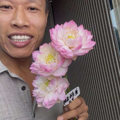 微型碗莲嫩粉重小荷花