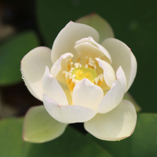 《邺城皓月》姜永慧微莲苑碗莲
