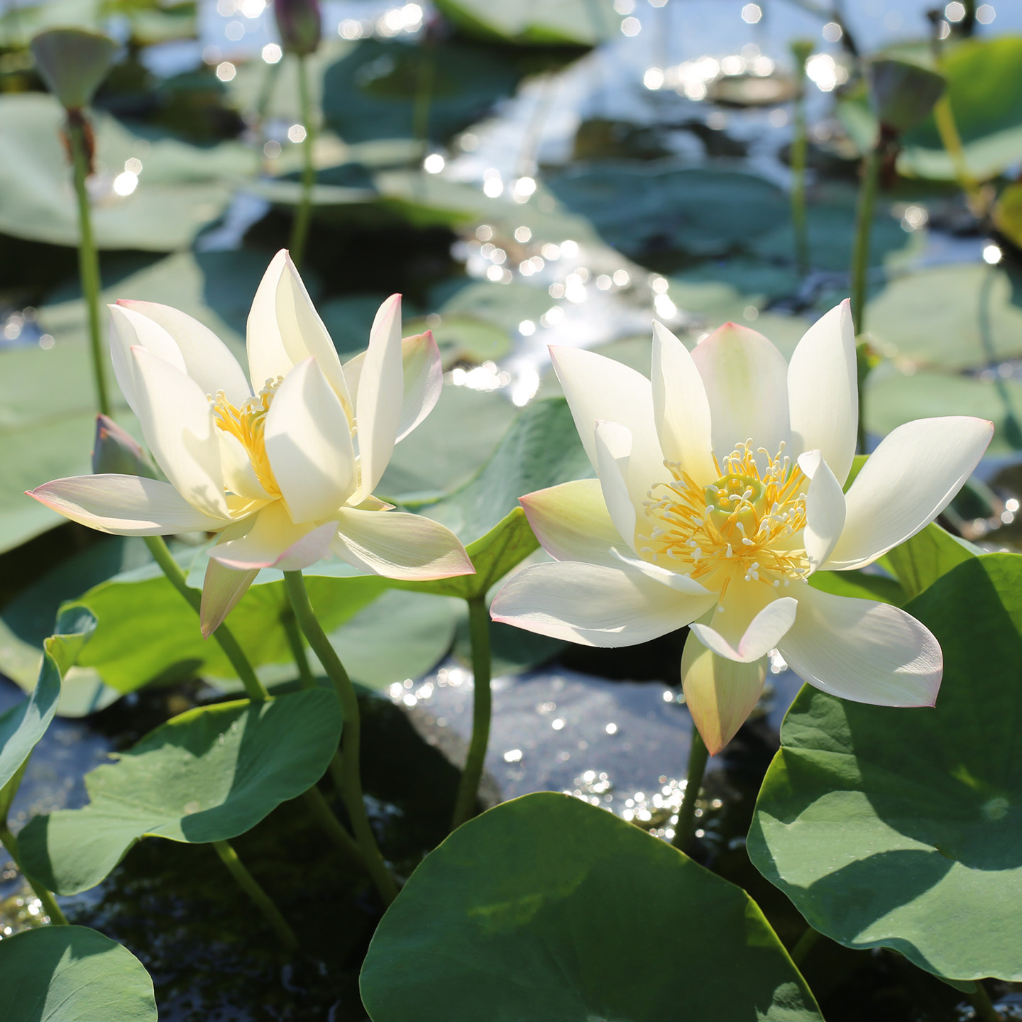 新品种《念&bull;故人》姜永慧微莲苑微型碗莲楼顶窗台迷你荷花种藕根