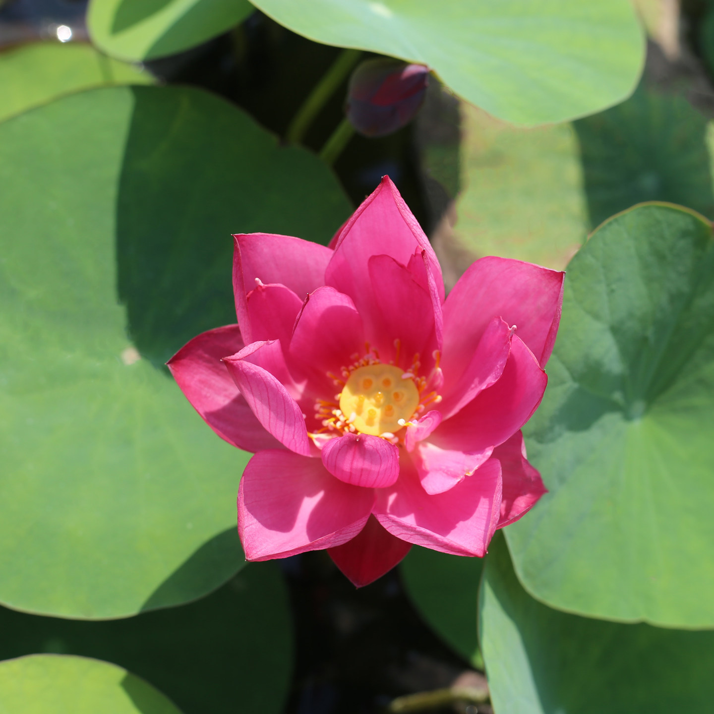 新品种《丹岫》微型碗莲种藕小苗姜永慧微莲苑小盆栽易养水培荷花