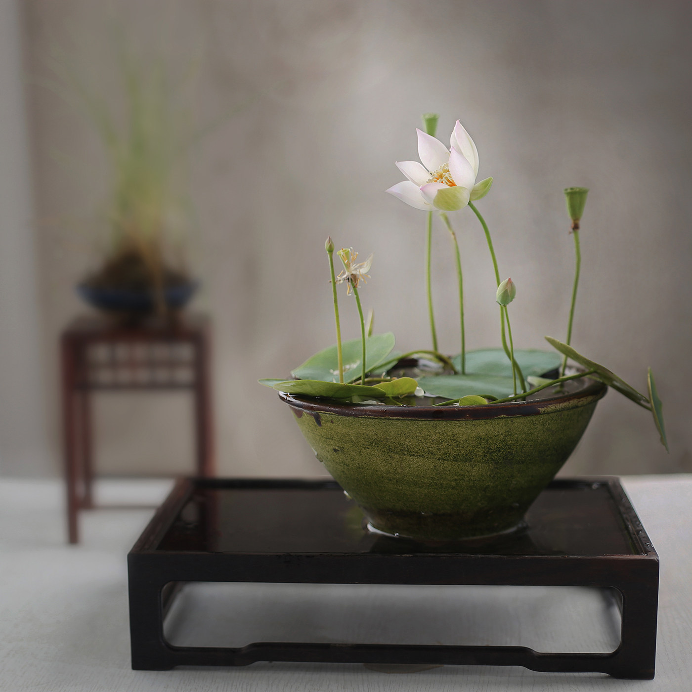 《薄云》微型碗莲种藕姜永慧微莲苑丰花早花小盆易养禅意荷花根苗