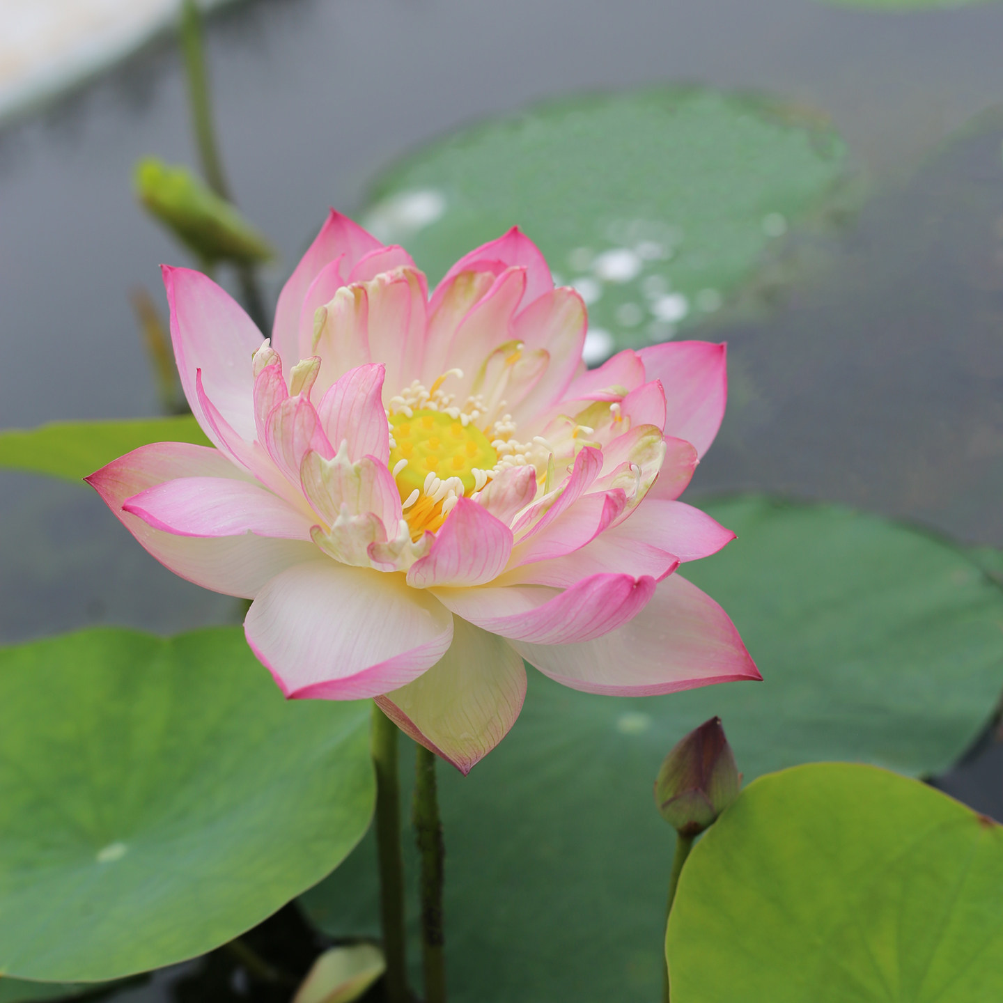 新品种《白露》微型碗莲种藕姜永慧微莲苑小盆易养禅意荷花根苗