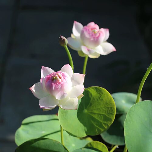 《粉粉嫩嫩重》微型碗莲种藕小苗