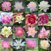 姜永慧微莲苑小微型碗莲种藕 原盆发货一盆一拍