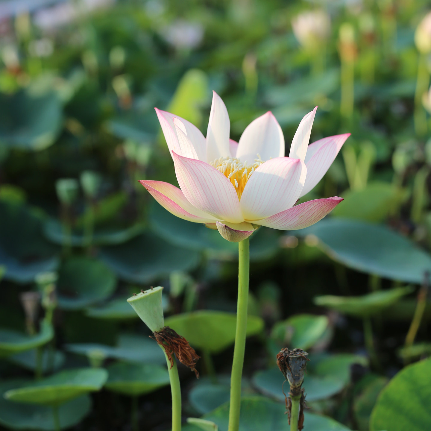 新品种《洛神》微型碗莲种藕小苗姜永慧微莲苑小盆易养活水培荷花