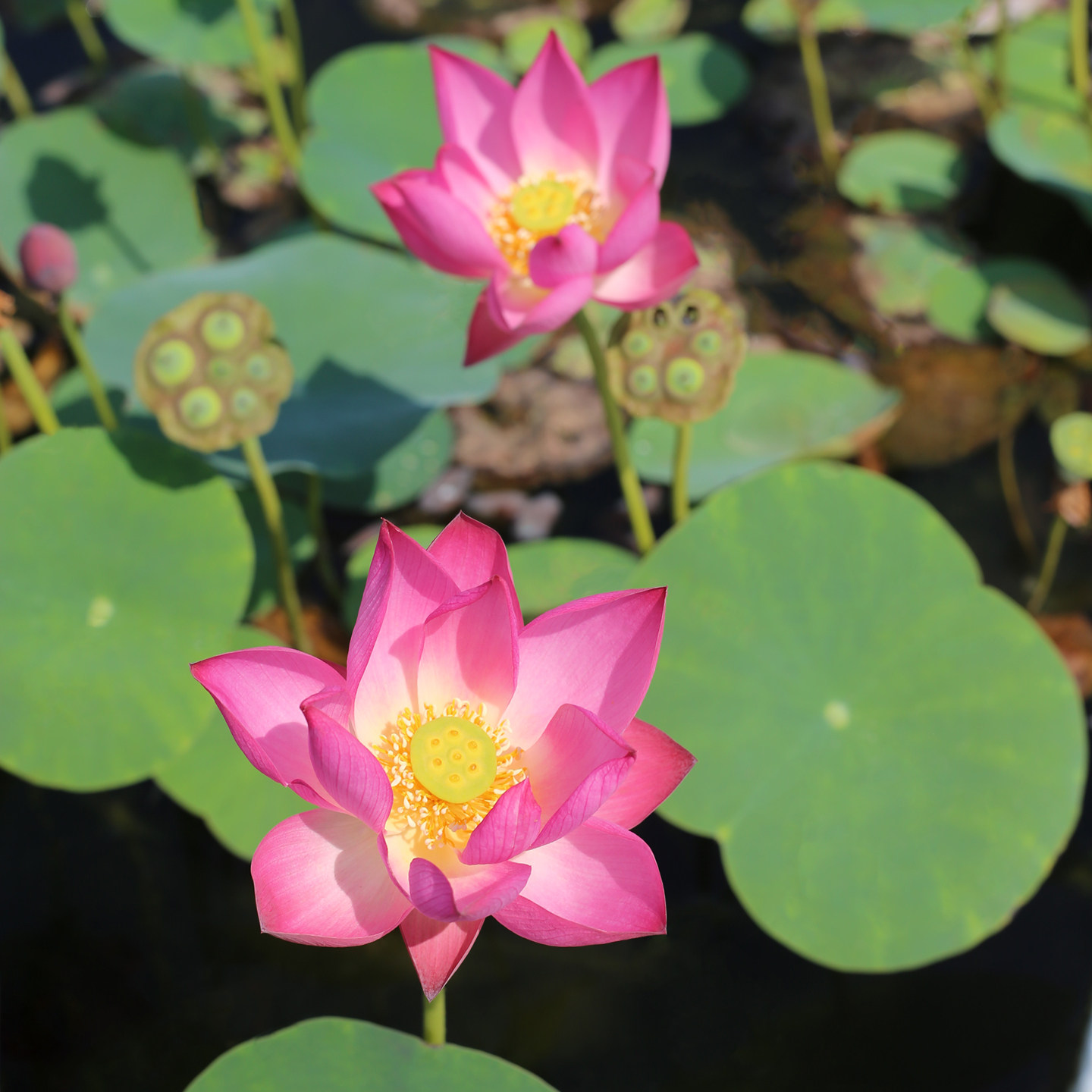 新品种《云之景》微型碗莲种藕小迷苗姜永慧丰花小盆易养水培荷花