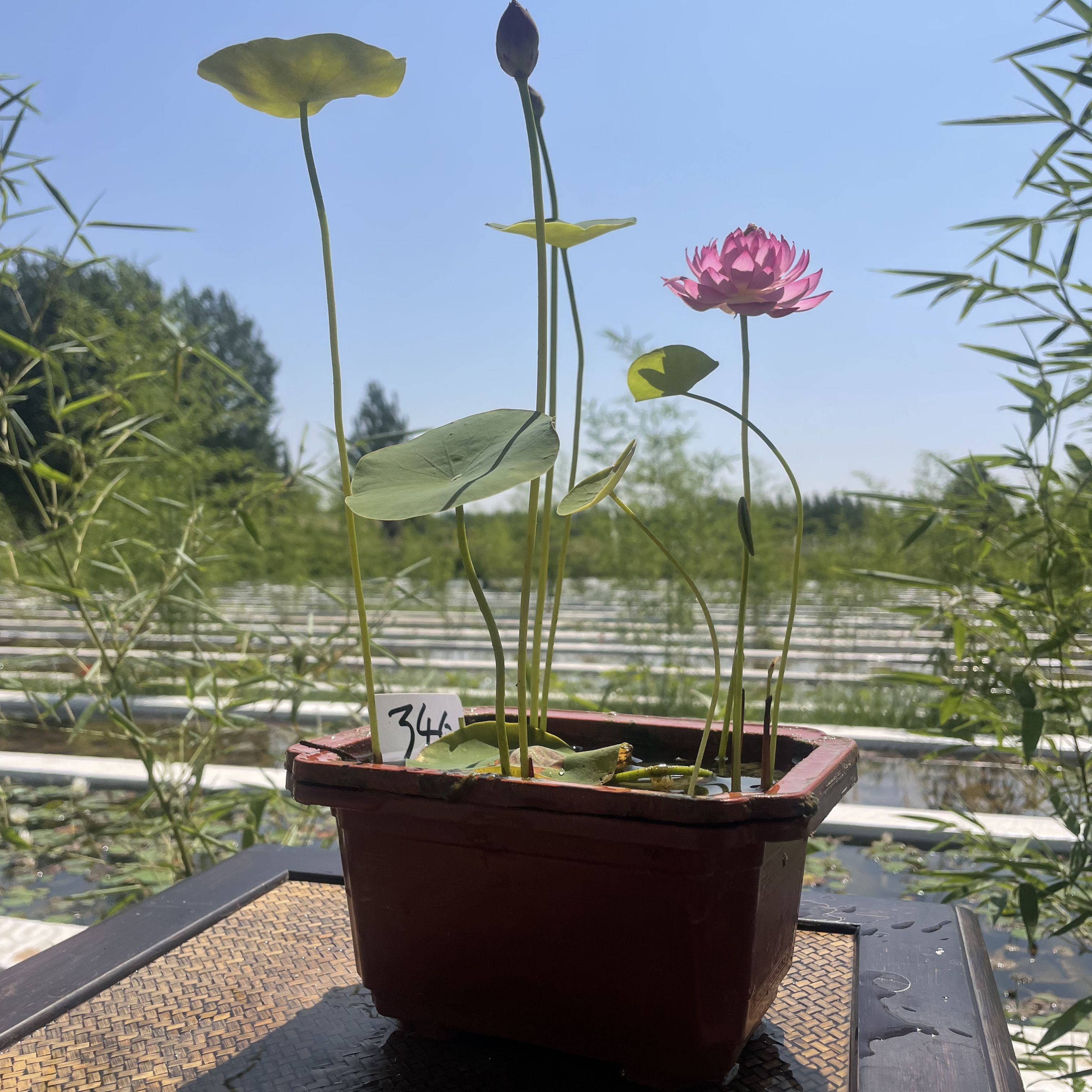 《微莲成品》微莲苑姜永慧小微型荷花盆栽颜色随机阳台水生花卉