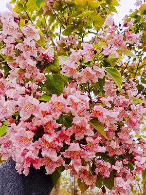 楸树花楸梓树金丝粉红花庭院风景