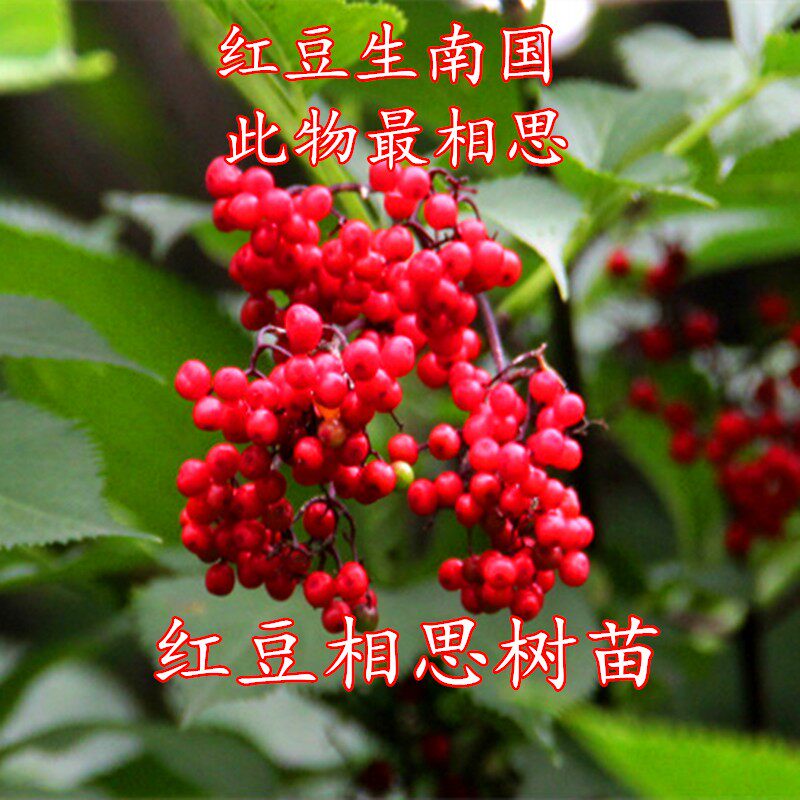 红豆树相思豆树苗 红豆生南国 海红豆苗南方庭院别墅观赏风景树苗